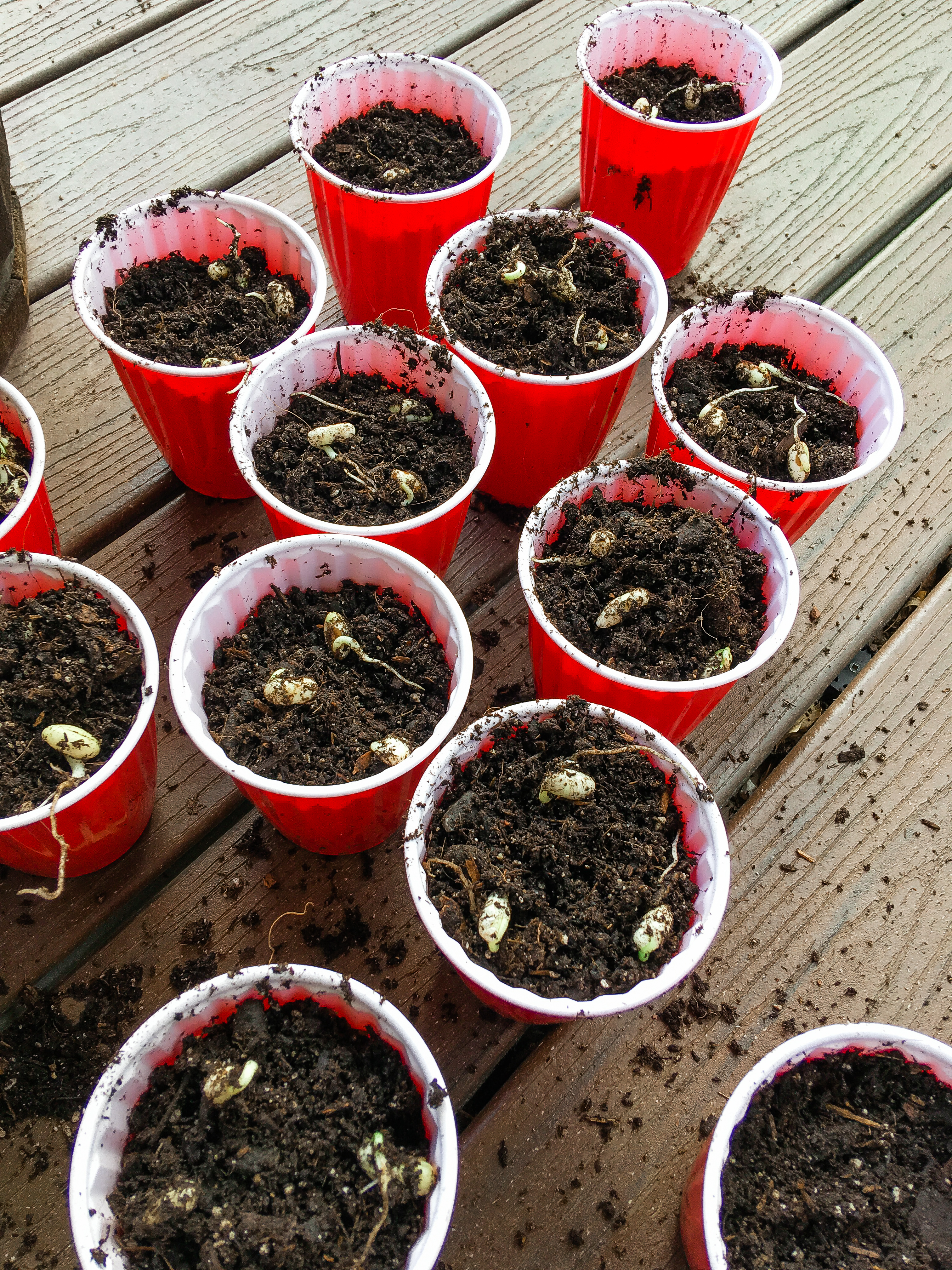 Beauty of Beans || WWNPD